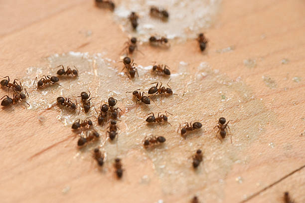  Ordway, CO Pest Control Pros